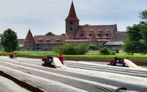 Spargelbaubetrieb Willi Eichenauer Lampertheim - Hüttenfeld