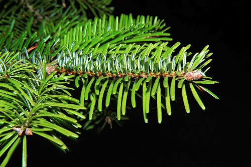 Weihnachtsbaumverkauf Wangner  Wildberg