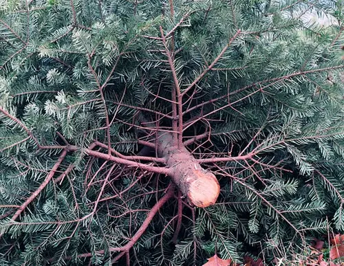 Rößhof Rainer Ott - Bio-Weihnachtsbaumverkauf Hasloch - Hasselberg