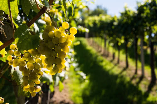 Venino Weingut mit Gutsschänke Flörsheim am Main - Wicker