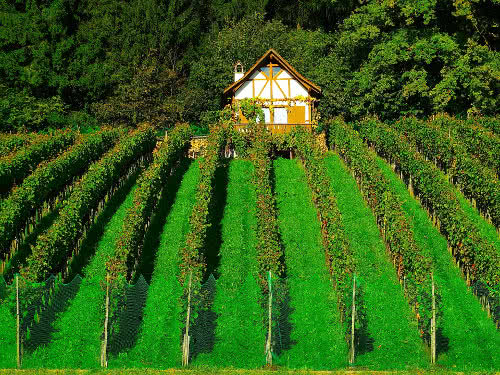 Weinbau Huessner Wiesenbronn