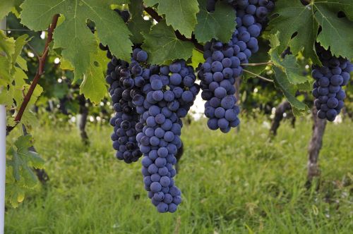 Weingut Volker Bernhard Friesenheim