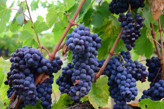 Weingut Jakobshof und Brennerei Koch Eimsheim/Rheinhessen