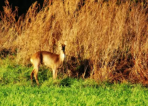 Wildvermarkter Brandt Aukrug-Bünzen