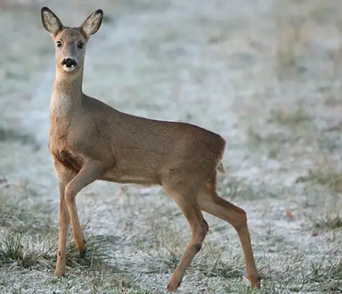 Wild-Metzgerei Hofberger-Stigloher Weyarn - Kleinpienzenau