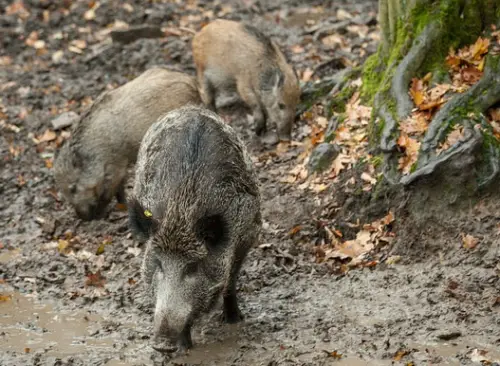 Wildvermarkter Göttsche Gnutz