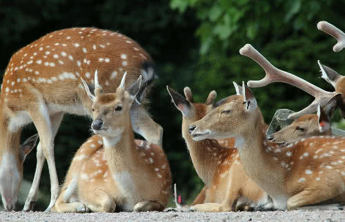 Der Wildhandel Wolthusen Winsen (Aller) - Wolthausen