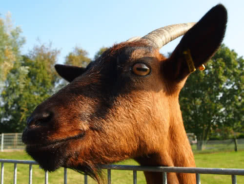 Bio-Ziegenkäserei Oberrader Kallham