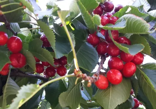 Sommerzeit ist Kirschenzeit