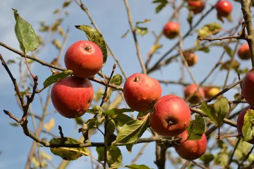 Herrenloses Obst? - Nix mit Mundraub!