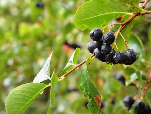 Aronia Hessen