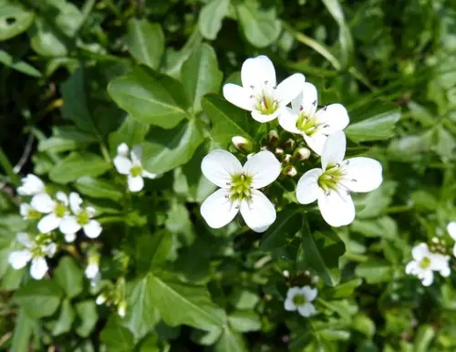 Brunnenkresse Hessen