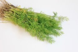 Dill Sachsen