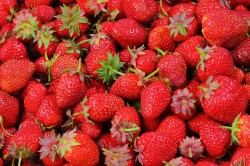 Erdbeeren Nordrhein-Westfalen (NRW)