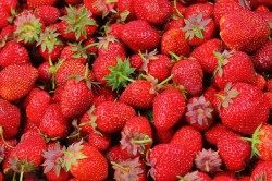 Erdbeeren Bremen (Land)