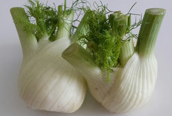 Fenchel Hamburg