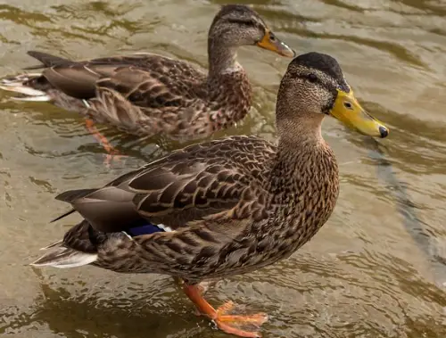 Wildenten Hessen