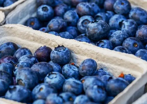 Heidelbeeren / Blaubeeren