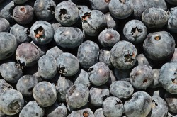 Heidelbeeren / Blaubeeren
