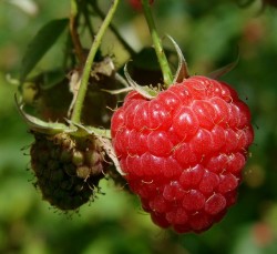 Himbeeren Saarland