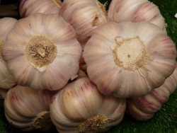 Knoblauch Thüringen