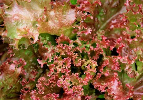 Lollo Rosso Baden Württemberg