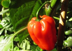 Paprika