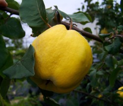 Quitten Rheinland-Pfalz