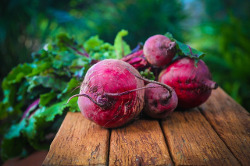 Rote Bete / Rote Rübe Schleswig-Holstein