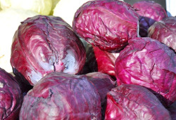 Rotkohl Bremen (Land)