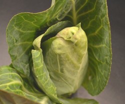 Spitzkohl